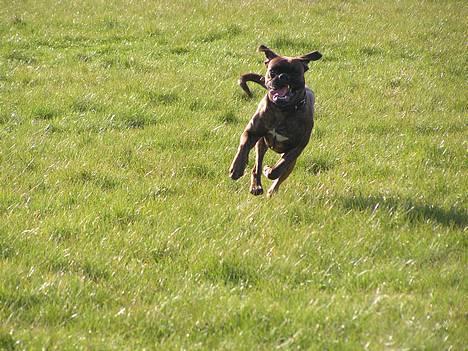 Boxer Astro - "Her komer jeg!" Astro i fuld firspring... billede 7