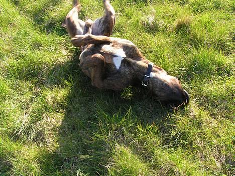 Boxer Astro - Rulle, rulle, rulle!! billede 8