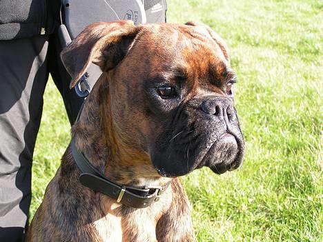 Boxer Astro - Astros smukke hoved! billede 9
