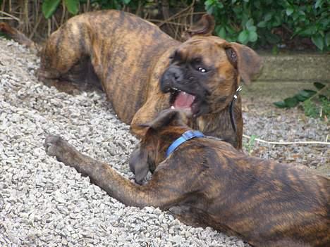 Boxer Astro - "Jeg kan være meget farlig!" billede 10