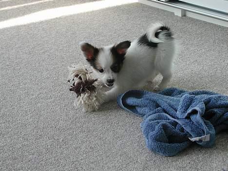 Papillon Chico R.I.P. 2011 - Han leger med sit legetøj ben. billede 1