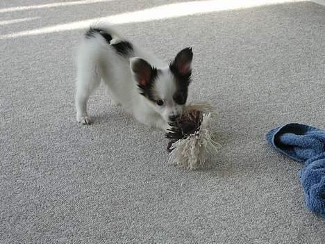 Papillon Chico R.I.P. 2011 - Leger stadig billede 2