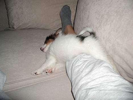 Papillon Chico R.I.P. 2011 - Jeg er helt færdig efter ha leget med "mor og far" :) billede 3