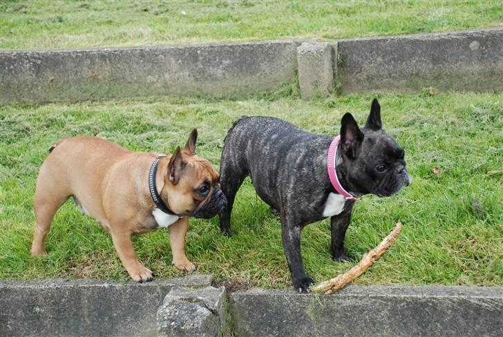 Fransk bulldog gizmo ( Død den 29/07-10) - Tøserne:-) billede 17