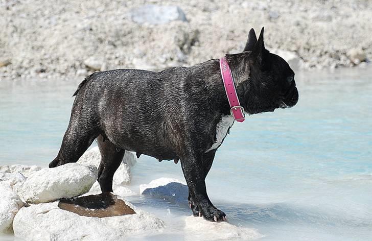 Fransk bulldog gizmo ( Død den 29/07-10) billede 18