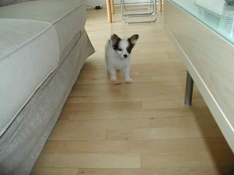 Papillon Chico R.I.P. 2011 - Hov hvad var det ! billede 4