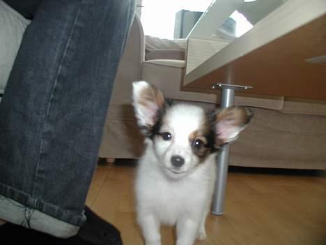 Papillon Chico R.I.P. 2011 - Er jeg ikk sød?! billede 5