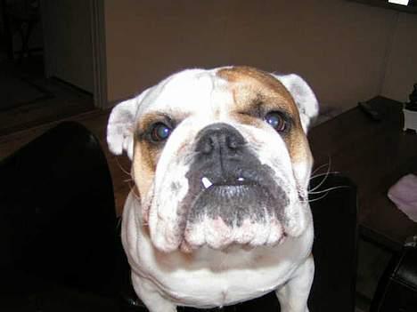 Engelsk bulldog Aksel billede 10