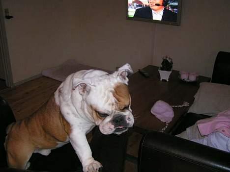 Engelsk bulldog Aksel billede 11