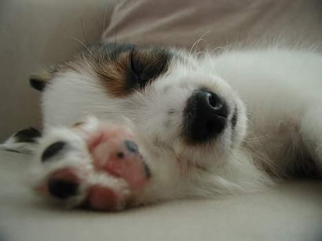 Papillon Chico R.I.P. 2011 - Sover...  billede 6