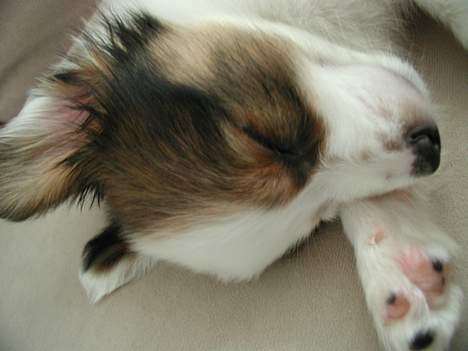 Papillon Chico R.I.P. 2011 - ZzzzzZZZzzzz billede 7