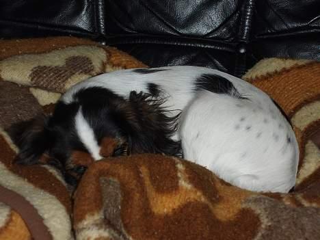 Cavalier king charles spaniel Munkebo's Fie RIP billede 17