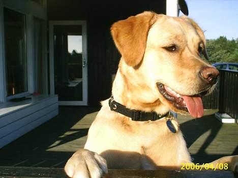 Blanding af racer Nala - På ferie i Jylland! Nala holder vagt :) billede 9