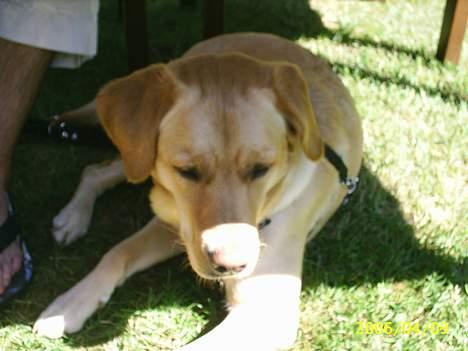 Blanding af racer Nala - Nala er med på restaurant! billede 10