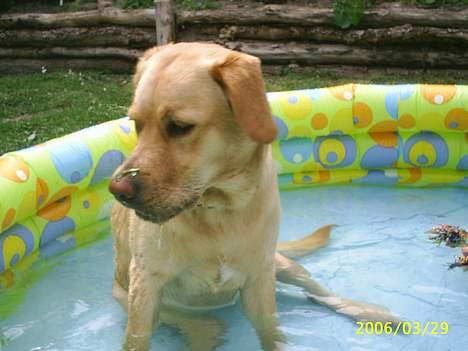 Blanding af racer Nala - Nalas nye badebassin! billede 11