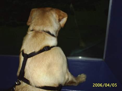 Blanding af racer Nala - Nala har fundet en fisk..! -På Nordsømuseet! billede 12