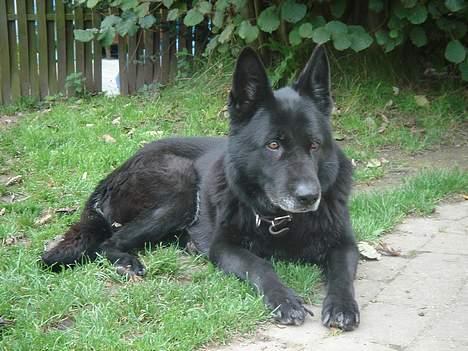 Schæferhund Daffy - hun er så smuk. velkommen til daffys profil billede 1