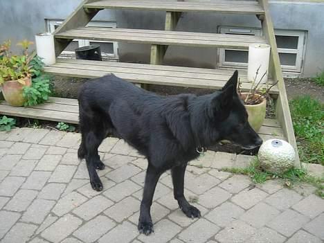 Schæferhund Daffy - hovsa , hva er det? billede 2