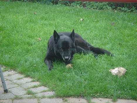 Schæferhund Daffy - dejlig fred fra ruth billede 3