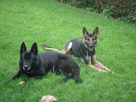 Schæferhund Daffy - mor og datter, de så fiiiiiiiine ! billede 4