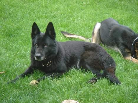 Schæferhund Daffy - fotogenet <3 billede 5