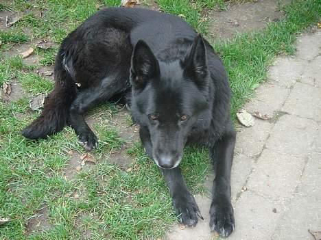Schæferhund Daffy - mmmmhm , elsker den hund billede 6