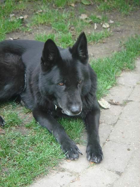 Schæferhund Daffy - hvor hun smuk wufferen billede 7