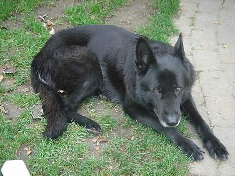 Schæferhund Daffy - puttehunden billede 8