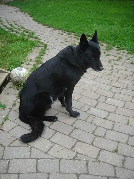 Schæferhund Daffy - wuuuuuuuf  billede 9