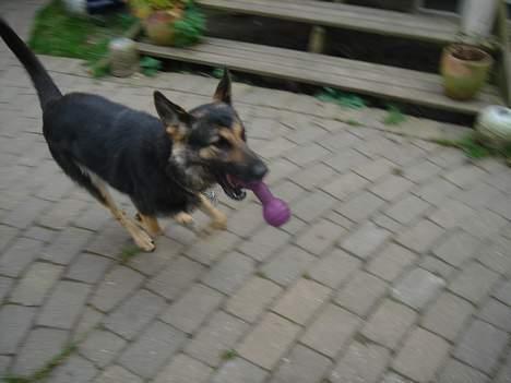 Schæferhund Ruth - fuuuuuuuuuuld fart frem af. billede 14