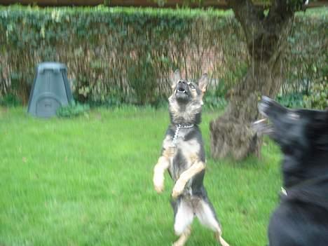 Schæferhund Ruth - ooop efter bolden, hvem for den mon - mor og datter billede 15