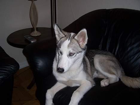 Siberian husky kela billede 5