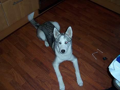 Siberian husky kela billede 6