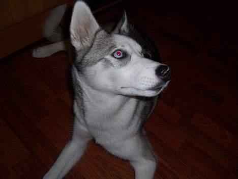 Siberian husky kela billede 7