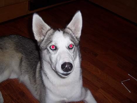 Siberian husky kela billede 8