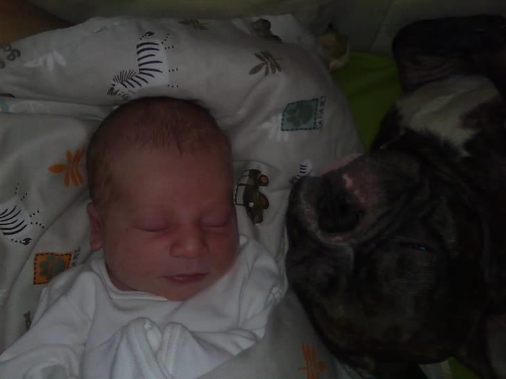 Fransk bulldog Sylvester R.I.P 2011 - Min helt egen nye lillebror billede 7