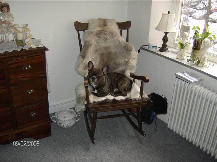 Fransk bulldog Sylvester R.I.P 2011 - Hænger bare lidt ud i farmor´s gyngestol tv ;-) billede 9