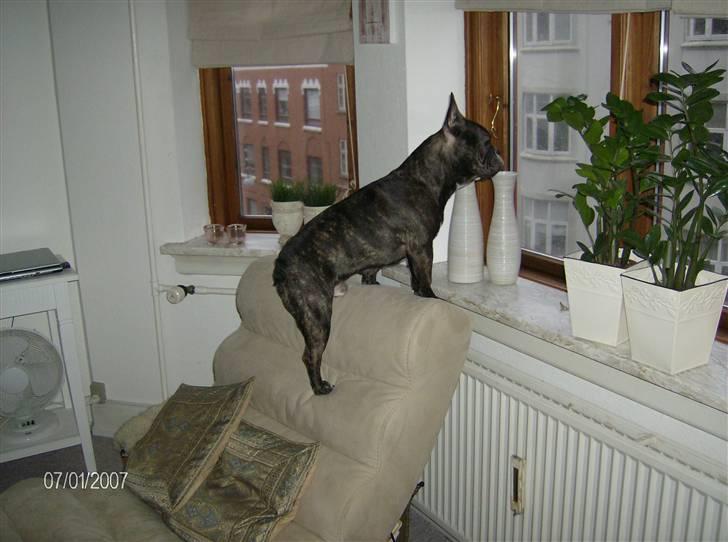 Fransk bulldog Sylvester R.I.P 2011 billede 10