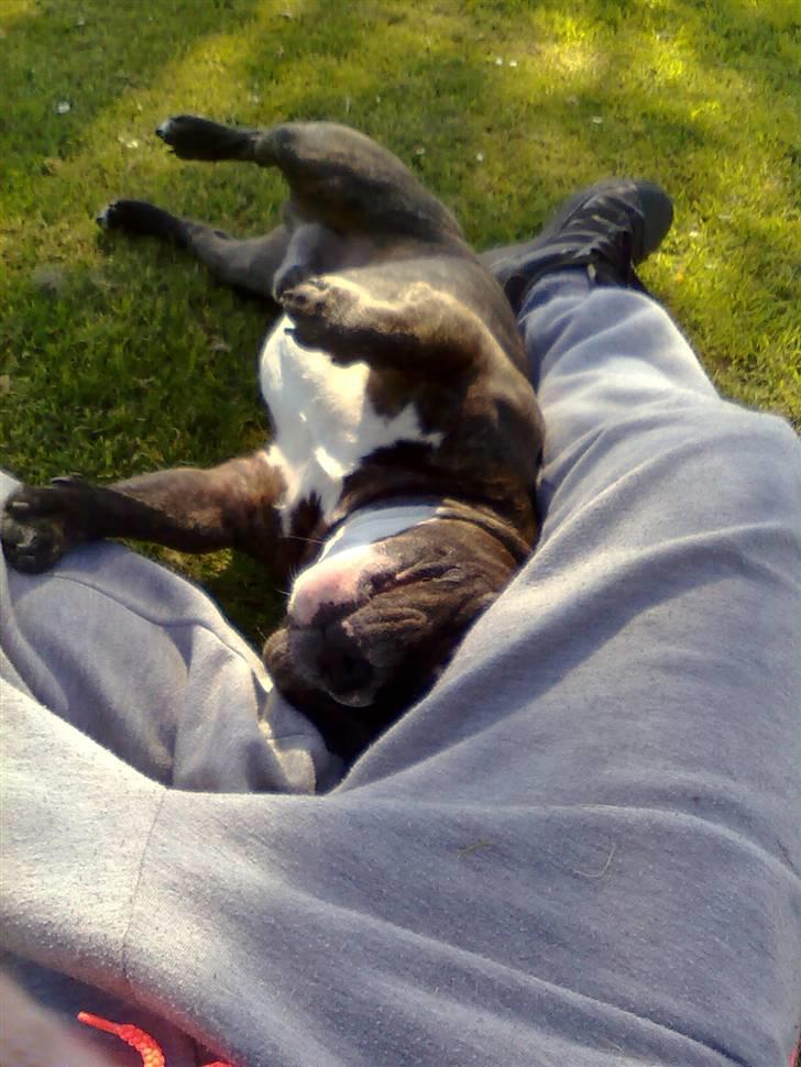 Fransk bulldog Sylvester R.I.P 2011 - lille baby Kess billede 11