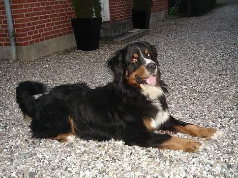 Berner sennenhund Balou - Og det er så balou drengen.. billede 1