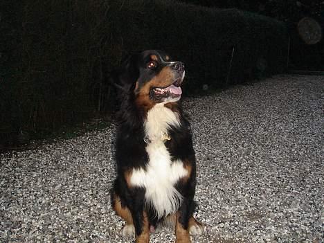 Berner sennenhund Balou billede 2