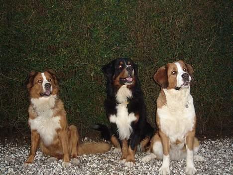 Berner sennenhund Balou - Her er de så alle 3 fra venstre magna balou og trunte billede 3