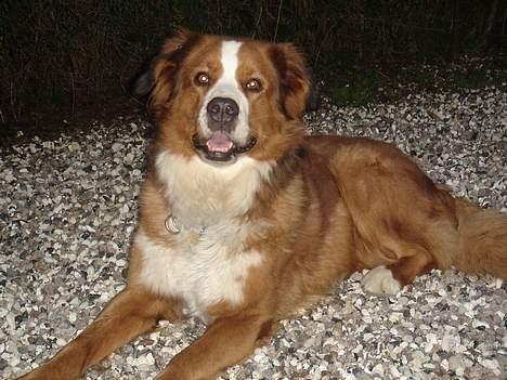 Berner sennenhund Balou - Her ligger magna og nyder det.. billede 4