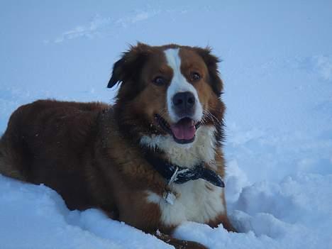 Berner sennenhund Balou billede 5