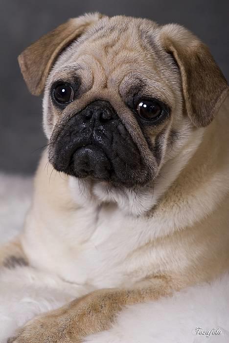 Mops Diablo - billede lir billede 16