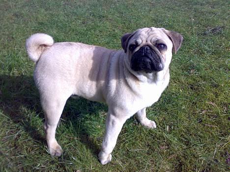 Mops Diablo - Smut nu med det kamera mor *Diablo 9 måneder* billede 17