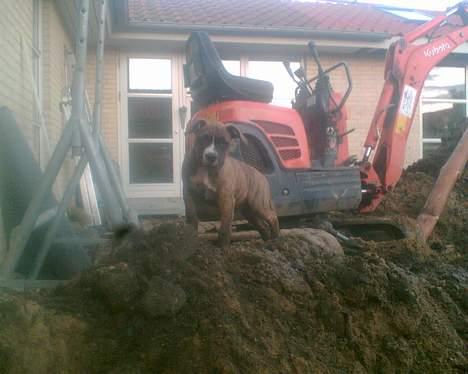 Border collie ... - R.I.P buddy. Du vil altid have en plads i mit hjerte billede 16
