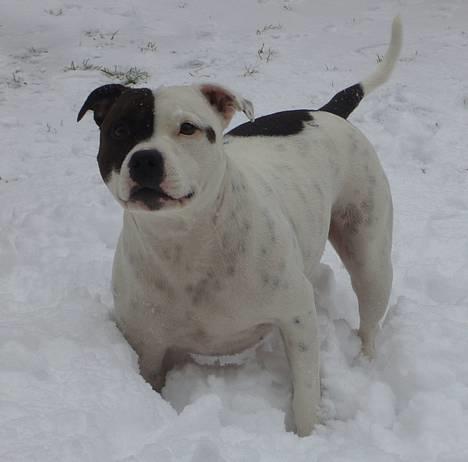 Staffordshire bull terrier Jeanty's staff Mira - Nyt! 22feb. Totalt ude på leg og ballade i sneen (o:  billede 20