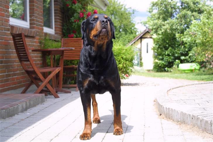Rottweiler Samson billede 1