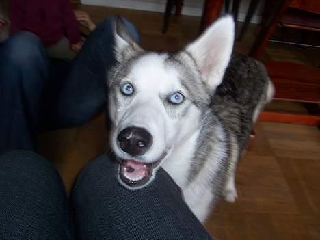 Siberian husky kela billede 9